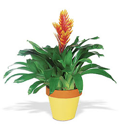 �aml�ca mahallesi �i�ek ma�azas�  Exotic Bromeliad ithal saksi