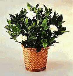 Sincan �i�ek sipari�i  Gardenia Plant ithal saksi