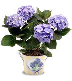 Yeni bat� mahallesi , �i�ek�i , �i�ek�ilik  Hydrangea Plant ortanca