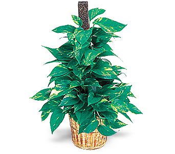 Bat�kent cicek , cicekci  Golden Pothos ithal saksi