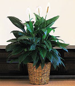 Bat� sitesi mahallesi ucuz �i�ek g�nder  Large Spathiphyllum