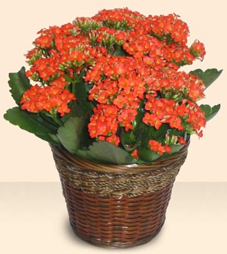Elvankent online �i�ek g�nderme Large Kalanchoe in Basket