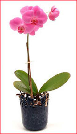 me�rutiyet �i�ek�i ma�azas�  Phalaenopsis Orchid Plant