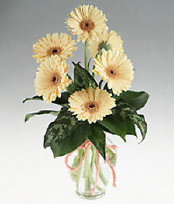 Turgut �zel mahallesi hediye �i�ek yolla  cam yada mika vazoda 9 adet gerbera