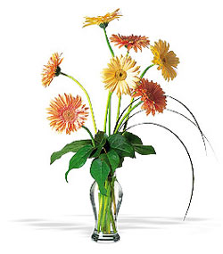 Bat�kent �i�ek servisi , �i�ek�i adresleri  cam yada mika vazoda 7 adet gerbera