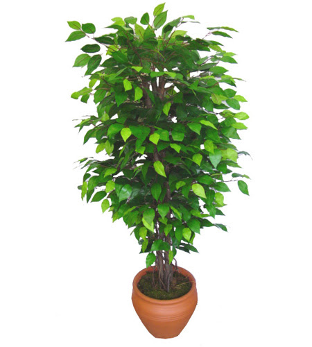 Ficus Benjamin 1,50 cm  Yeni bat� mahallesi , �i�ek�i , �i�ek�ilik 
