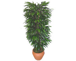 Bat�kent yurti�i �i�ek sipari�i  �zel Mango 1,75 cm y�ksekliginde