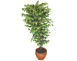 Ficus �zel Starlight 1,75 cm  Ergazi Mahallesi �i�ek g�nderme sitemiz g�venlidir 