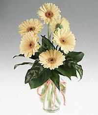 Kentkoop mahallesi �i�ek yolla  vazo i�erisinde 11 adet gerbera �i�egi