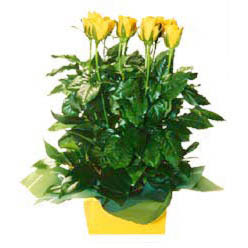 11 adet sari g�l aranjmani Bat�kent �i�ek servisi , �i�ek�i adresleri 