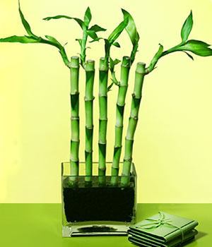 Yeni bat� mahallesi , �i�ek�i , �i�ek�ilik  Good Harmony Lucky Bamboo camda