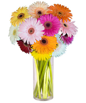 Fatih �i�ek sipari�i vermek  Farkli renklerde 15 adet gerbera �i�egi