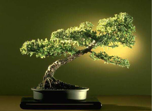 ithal bonsai saksi �i�egi Demetevler �i�ek sipari�i 
