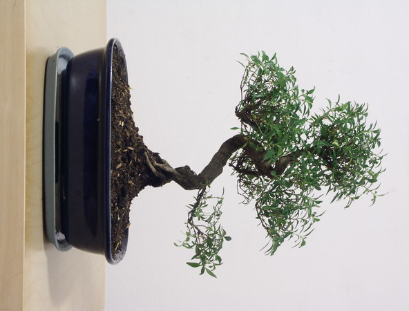 ithal bonsai saksi �i�egi �vedik g�venli kaliteli h�zl� �i�ek 