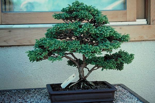 ithal bonsai saksi �i�egi Sincan �i�ek sipari�i 