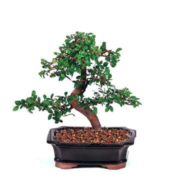 ithal bonsai saksi �i�egi �vedik g�venli kaliteli h�zl� �i�ek 