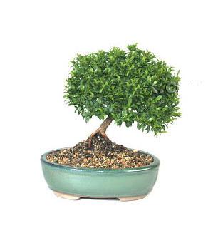 ithal bonsai saksi �i�egi Kentkoop mahallesi �i�ek yolla 