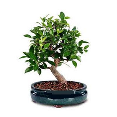 ithal bonsai saksi �i�egi Bat�kent yurti�i �i�ek sipari�i 