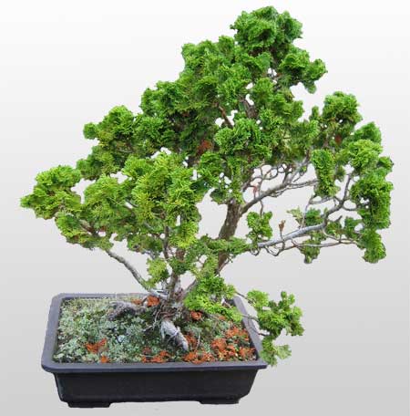 ithal bonsai saksi �i�egi Etimesgut cicekciler , cicek siparisi 