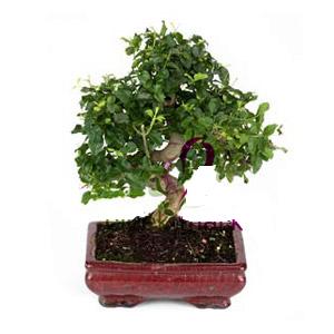 ithal bonsai saksi �i�egi Yeni bat� mahallesi , �i�ek�i , �i�ek�ilik 
