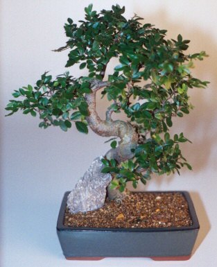 Bat�kent �nternetten �i�ek sipari�i  ithal bonsai saksi �i�egi Bat�kent yurti�i �i�ek sipari�i 