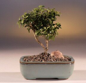 Bat�kent �i�ek g�nderme  ithal bonsai saksi �i�egi kaliteli taze ve ucuz �i�ekler 