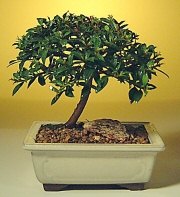 Yenimahalle �i�ek online �i�ek sipari�i  ithal bonsai saksi �i�egi Ergazi Mahallesi �i�ek g�nderme sitemiz g�venlidir 