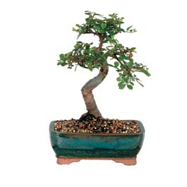 Urankent g�n� �i�ek yolla  ithal bonsai saksi �i�egi Bat�kent �nternetten �i�ek sipari�i 