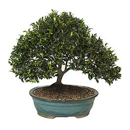 Yenimahalle �i�ek online �i�ek sipari�i  ithal bonsai saksi �i�egi Bat�kent �nternetten �i�ek sipari�i 