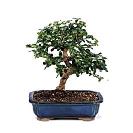 �aml�ca mahallesi �i�ek ma�azas�  ithal bonsai saksi �i�egi Sincan �i�ek sipari�i 