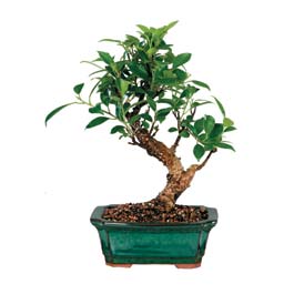 Bat�kent yurti�i �i�ek sipari�i  ithal bonsai saksi �i�egi Bat� sitesi mahallesi ucuz �i�ek g�nder 