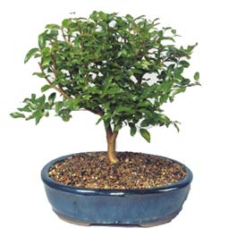 Demetevler �i�ek sipari�i  ithal bonsai saksi �i�egi Bat�kent �i�ek servisi , �i�ek�i adresleri 