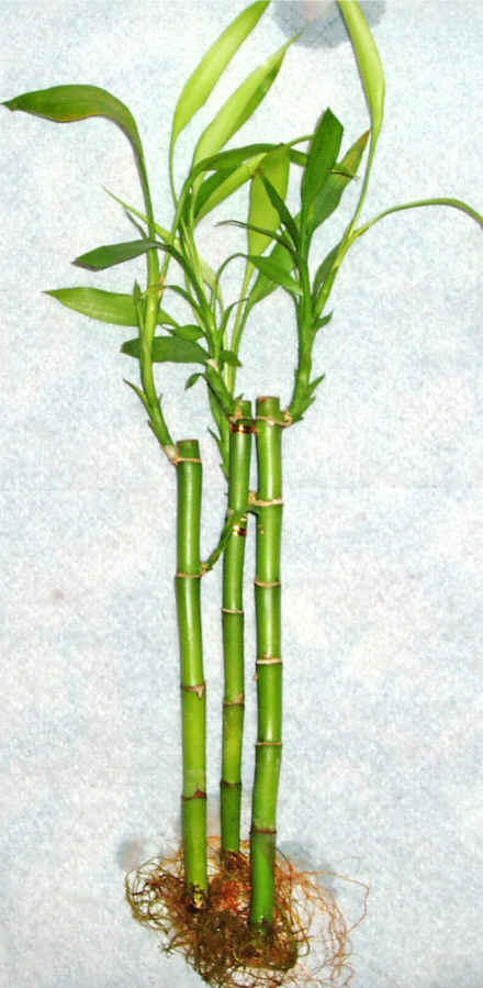 Lucky Bamboo 3 adet vazo hediye edilir  Ergazi Mahallesi �i�ek g�nderme sitemiz g�venlidir 