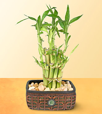 Lucky Bamboo  saksi �i�egi Kardelen mahallesi �i�ek g�nderme 