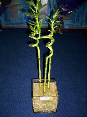 Lucky Bamboo 3 adet saksi �i�egi Kentkoop mahallesi �i�ek yolla 