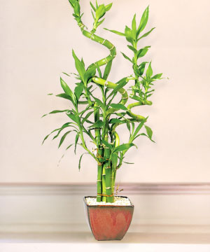 Lucky Bamboo sans melegi �i�egi Kardelen mahallesi �i�ek g�nderme 