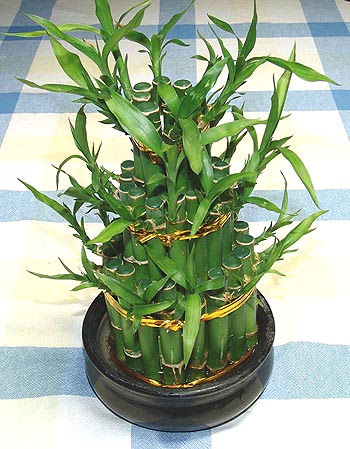 Lucky Bamboo sans melegi �i�egi �ak�rlar �i�ek yolla , �i�ek g�nder 