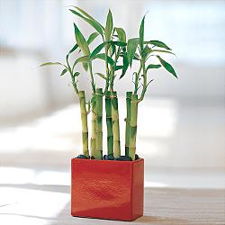 Lucky Bamboo sans melegi �i�egi U�ur mumcu mahallesi �i�ek sat��� 
