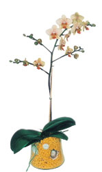 Kardelen mahallesi �i�ek g�nderme  Phalaenopsis Orkide ithal kalite