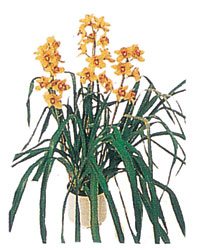 �ak�rlar �i�ek yolla , �i�ek g�nder  Orchiede ithal b�y�k boy saksi
