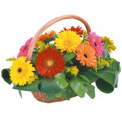 sepet i�erisinde 11 adet gerbera kaliteli taze ve ucuz �i�ekler 