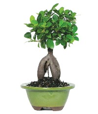 Bonsai saks� �i�e�i Bat�kent yurti�i �i�ek sipari�i 