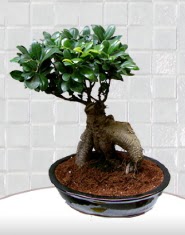 saks� �i�e�i japon a�ac� bonsai Turgut �zel mahallesi hediye �i�ek yolla 