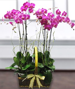 4 dall� mor orkide Bat�kent �i�ek sipari�i sitesi 