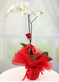 Tek dal beyaz orkide tek dal k�rm�z� g�l kaliteli taze ve ucuz �i�ekler 