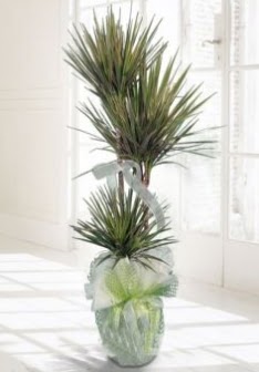 Marginata Tricolor ��l� Saks� bitkisi �vedik g�venli kaliteli h�zl� �i�ek 