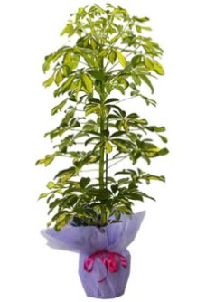 Schefflera Tekli �� mnekan saks� �i�e�i Demetevler �i�ek sipari�i 
