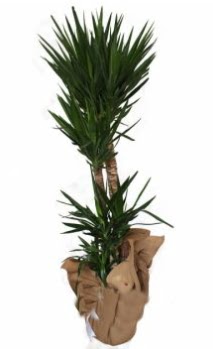 3 l� Yucca i� mekan saks� �i�e�i Yeni bat� mahallesi , �i�ek�i , �i�ek�ilik 