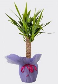 Yucca Tekli i� mekan saks� bitkisi Fatih �i�ek sipari�i vermek 