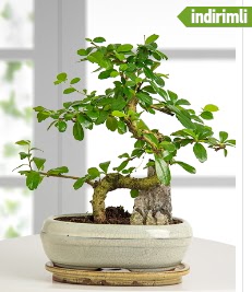 S �eklinde ithal ger�ek bonsai japon a�ac� kaliteli taze ve ucuz �i�ekler 